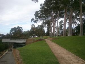 Trees lining the entry to Kings Park heading towards the State War Memorial